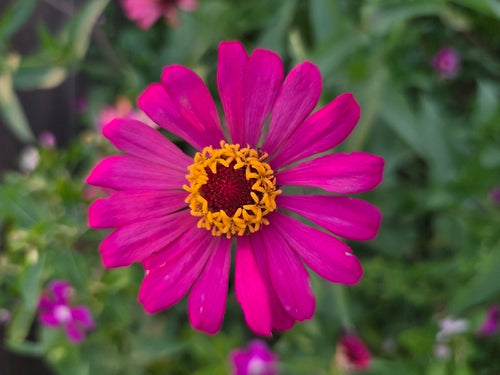 Zinnia — Bild 3