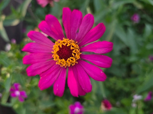 Zinnia — Bild 2