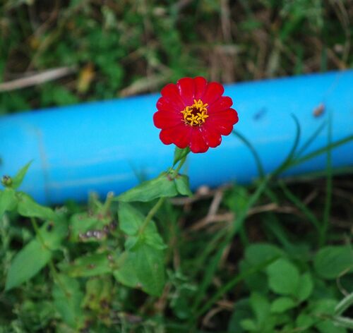 Zinnia — Bild 5