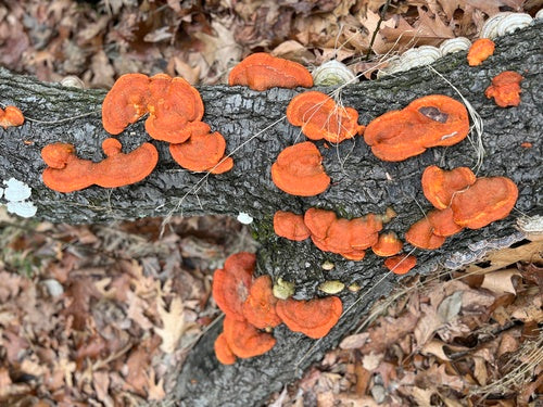 Tramètes vermillon — Bild 5