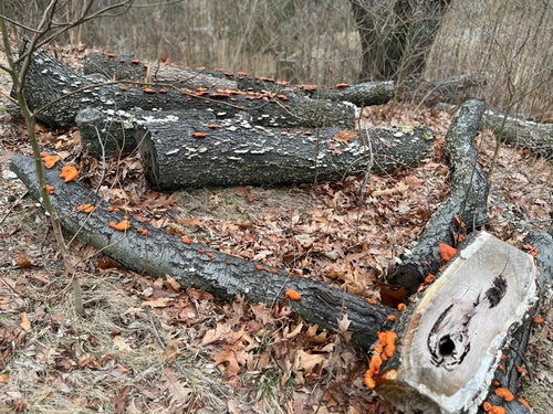 Tramètes vermillon — Bild 3
