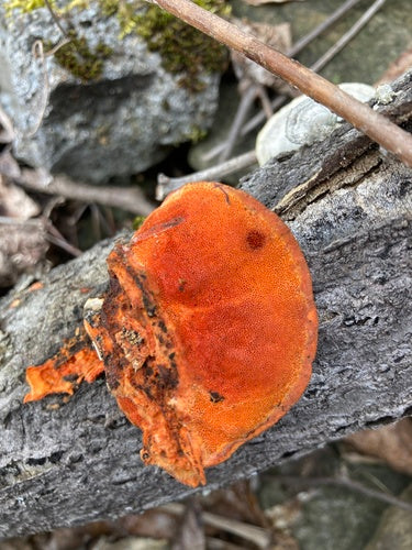 Tramètes vermillon — Bild 2