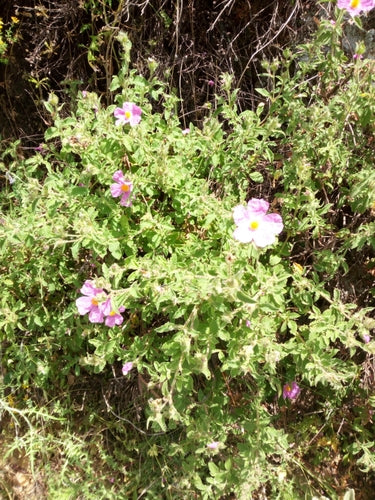 Ciste — Bild 4