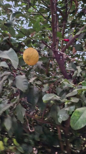 Citron d'agrumes — Bild 1