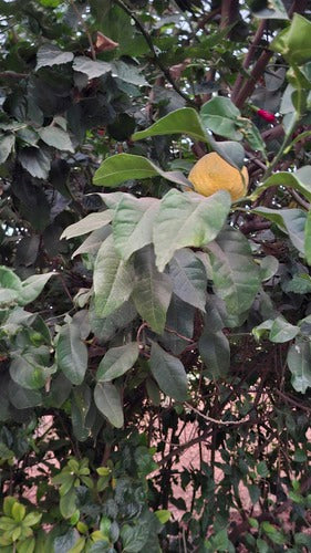 Citron d'agrumes — Bild 3