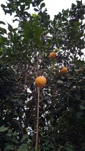 Citron d'agrumes — Bild 2