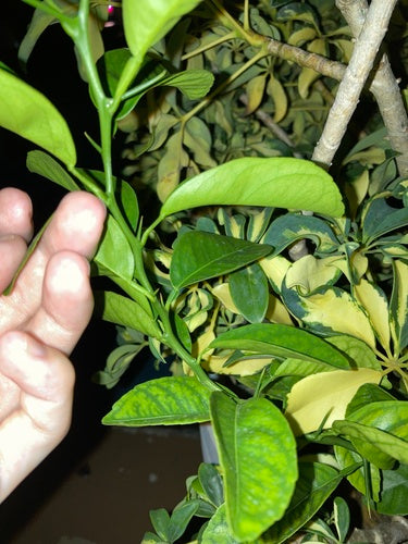 citron — Bild 2