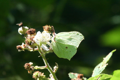 Papillon de soufre — Bild 4