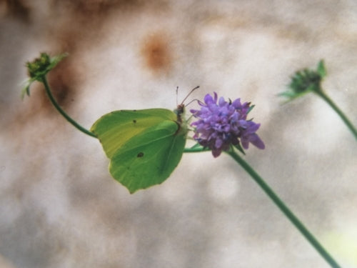 Papillon de soufre — Bild 5