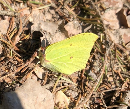 Papillon de soufre — Bild 2