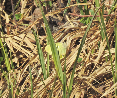 Papillon de soufre — Bild 3