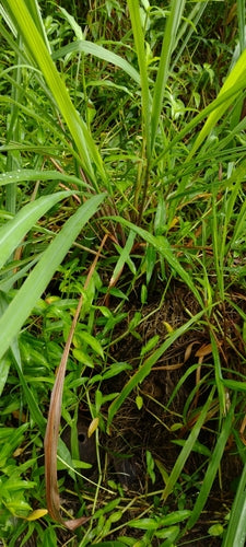 Zitronengras - Bild 1