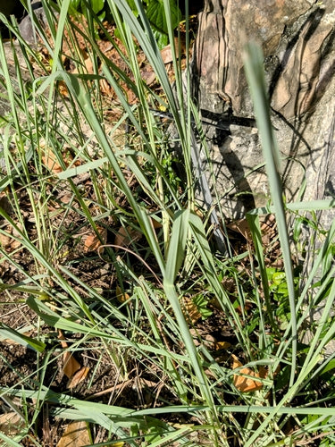 Zitronengras - Bild 2