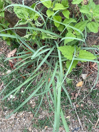 Zitronengras - Bild 5