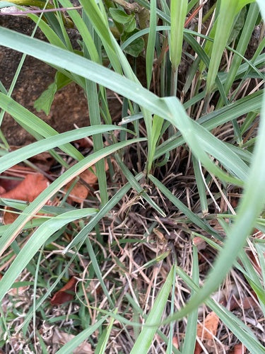 Zitronengras - Bild 3