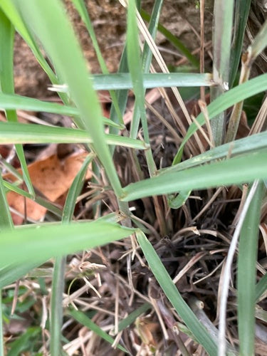 Citronnelle — Bild 1