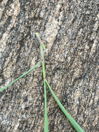 Zitronengras - Bild 7