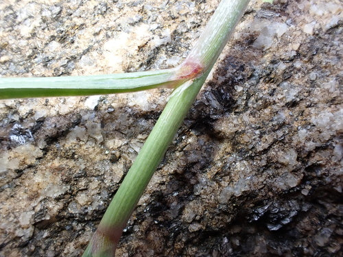 Zitronengras - Bild 4