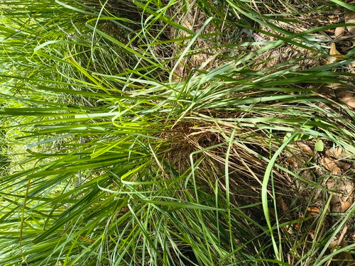 Citronnelle — Bild 3