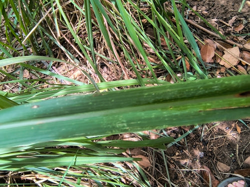 Citronnelle — Bild 4
