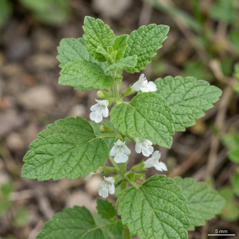 Mélisse officinale