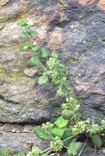 Mélisse officinale — Bild 2