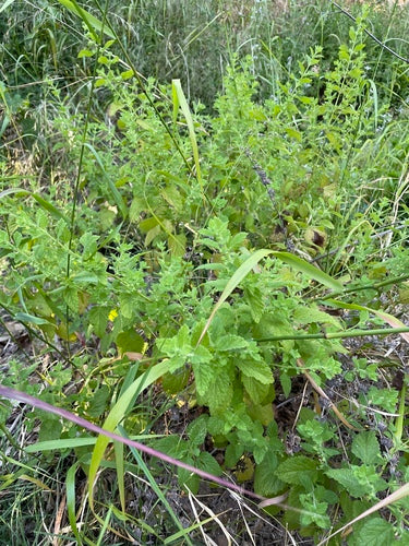 Mélisse officinale — Bild 5
