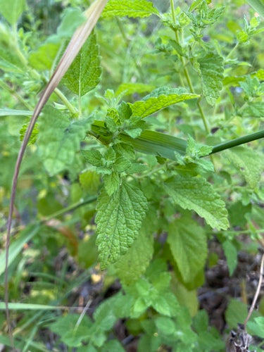 Mélisse officinale — Bild 5