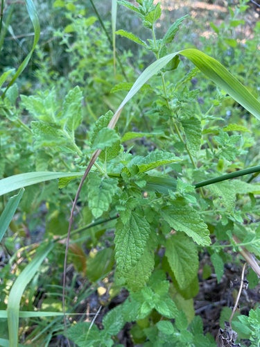 Mélisse officinale — Bild 4