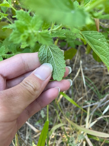 Mélisse officinale — Bild 3