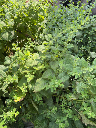 Mélisse officinale — Bild 3