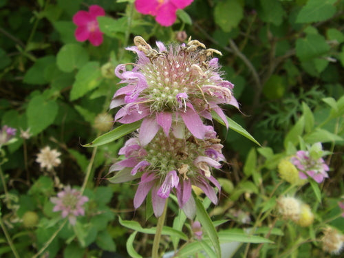 Mélisse officinale — Bild 2