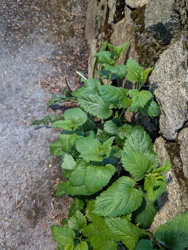 Mélisse officinale — Bild 4