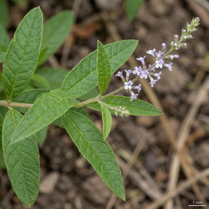 Verveine citronnée