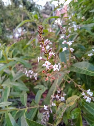 Verveine citronnée — Bild 2
