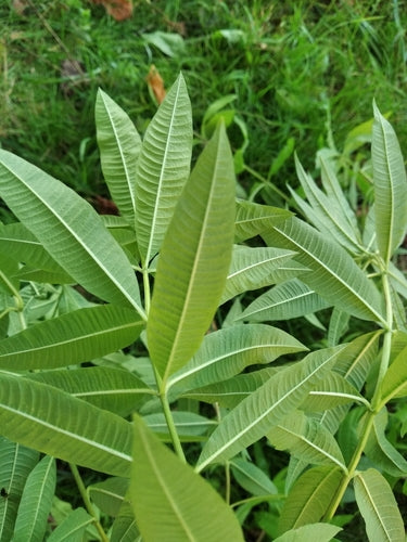 Verveine citronnée — photo 2 sur 9