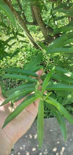 Verveine citronnée — Bild 5