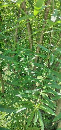 Verveine citronnée — Bild 4
