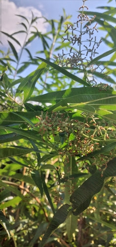 Verveine citronnée — Bild 3