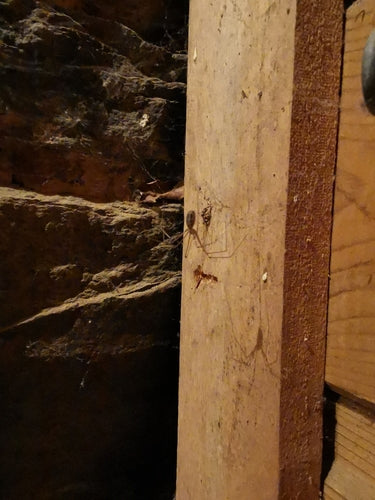 araignée tremblante — Bild 3