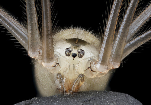 araignée tremblante — Bild 2