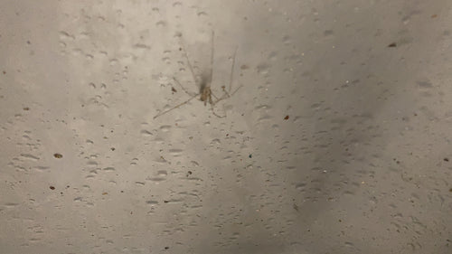 araignée tremblante — Bild 4