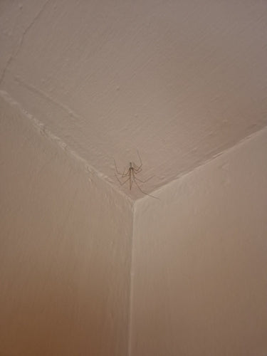 araignée tremblante — Bild 3