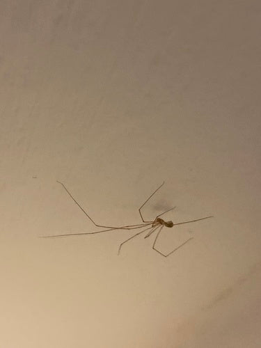 araignée tremblante — Bild 5