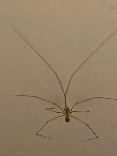 araignée tremblante — Bild 5
