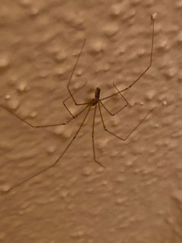 Zitterspinne - Bild 3