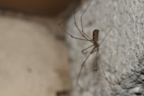 Zitterspinne - Bild 8