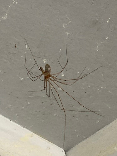 araignée tremblante — Bild 2