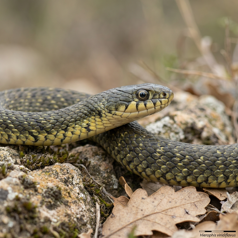 Serpent de colère