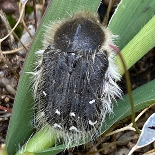 Coléoptère du rose hirsute — Bild 3
